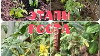 Этапы роста рассады в грунте