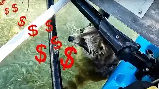 How Much YOUTUBE Money Does 1.5 Million Racoon Views Make.