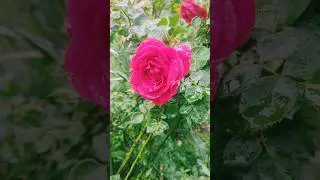Погода в Баку 07.05.2024
