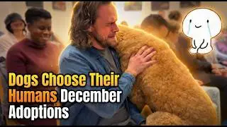 When Dogs Choose Their Humans — Adoption Moments