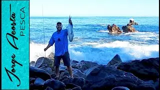 Pesca desde la Orilla - JURELES TORO en Nayarit, México
