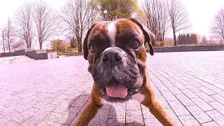 Ах, как мы игрались с Тайсоном 🥰💘