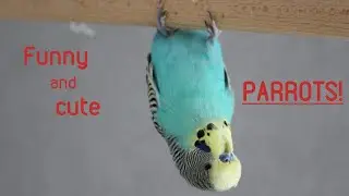 FUNNY and CUTE Budgies! Parrots Best of! Lustige Wellensittiche!