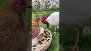 У мужа много вопросов | Husband has a lot of questions.