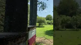 Orientation flight