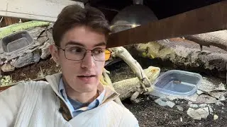 Creating Naturalist Food Bowl For Bearded Dragon | DIY Reptiles