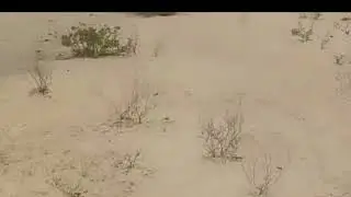 kadva Ram ji ratanpur Kadi dhup Mein kar Rahe Hain Tapshiya 1:00 Baje 45 Degree Me Rajsthan Me