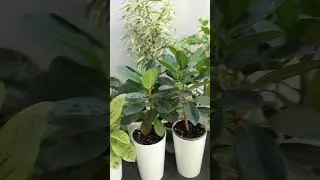 Зову вас к себе в сообщество ВК https://vk.com/clubtsvetnyye