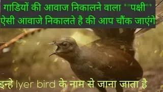 गाडियों की आवाज नकल करने वाला पक्षी । #amazingbirds  #amzingfacts #birdsounds #birdslover