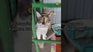 Подробнее об адаптации кошек вы можете узнать в нашей лекции по ссылке в описании.