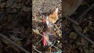 Петя- петушок, золотой гребешок!!  
