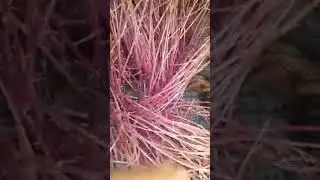 Мне кажется, что картошка немного проросла   ЯПлакалъ