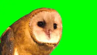 OWL Green screen animation | @519.