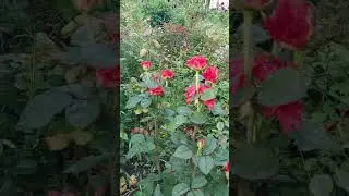 Колос гладиолуса, лилии и розы ...