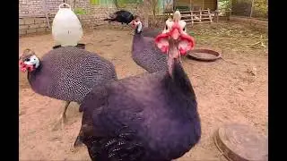 # Butterfly farm , cameron highlands,malaysia with Beautiful hen.