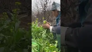 #harvest #harvesting #farmer #farmer #farm