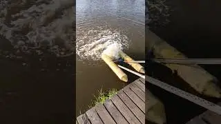 безлимит Карпа