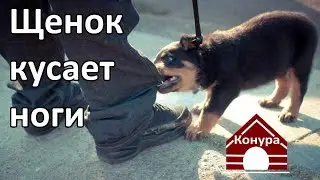 Щенок кусает ноги, щенок бросается