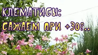 Клематисы: сажаем при +30?..