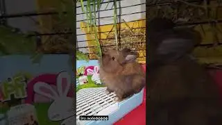 львиноголовый кролик ЛАКИ