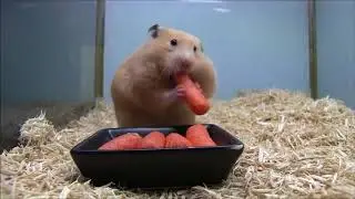 Хомяк мочит до слез