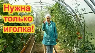 Самое простое средство для созревания томатов