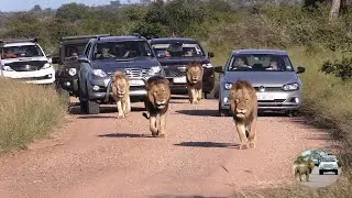 Casper The White Lion Entertains Tourists To Satara In Kruger National Park