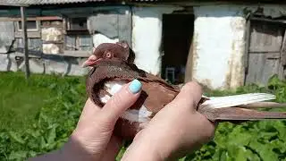 Новые голуби в моём хозяйстве !!!
