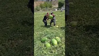 Погрузка 🍉
