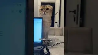 Чуть монитор не сгрыз