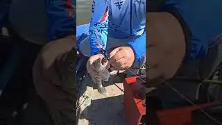 берши заглатывают джибсс 100мм целиком