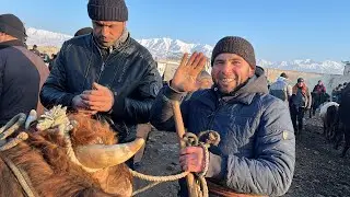 НАРХО И ХАФТА ЧИХЕЛШУД КИММАТ НАРХИ МОЛИ ФАРБЕ БУКА БУКАЧА  МОЛБОЗОРИ ПАХТАБОД РЕГАР 13 февраля 2023