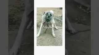 Dog senses bad people.
