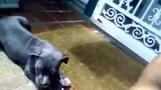 BABY BLUENOSE PITBULL