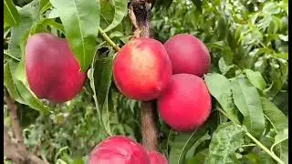 Нектарин Мадам Бланшет. Nectarine Madame Blanchete. Смачний, дуже солодкий сорт