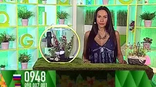 Ксения Ибрагимова - "Счастливый час" (10.07.16)