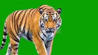 Tiger Walking Toward Camera Green Screen Effect 
