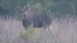 Охота на реву!