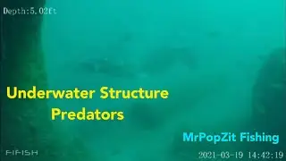 Underwater structure predators. Lots of underwater structure with ample baitfish and hunters.