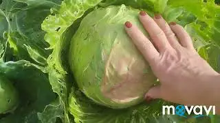 последние урожаи,а что-то ещё растёт..подготовка теплиц к следующему сезону