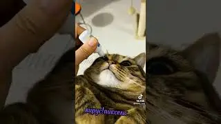 Если-би Dark команда била котами.