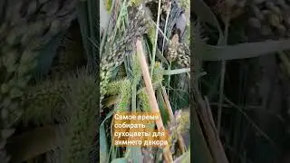 Собираем сухоцветы для пятничных букетов 