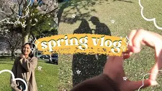 Long Weekend Vlog 🌸 cherry blossoms, grocery shopping, hosting dinner