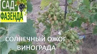 Солнечный ожог винограда