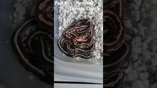 Redcoat Tessera Snake Eggs are Hatching.  Part 6 Baby Cornsnakes