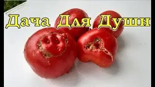 Why are TOMATOES knobby and ugly?🍅🍅🍅