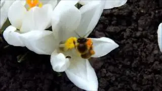 How collects pollen a bee
