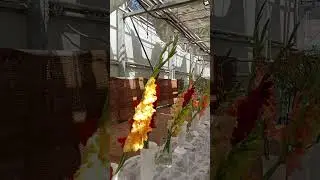Шпажник и гладиус-2024 #цветы