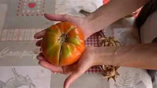 Tomate ancienne - Tomate sainte Lucie