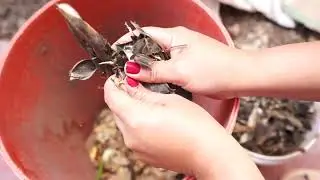 Como hacer compost en balde